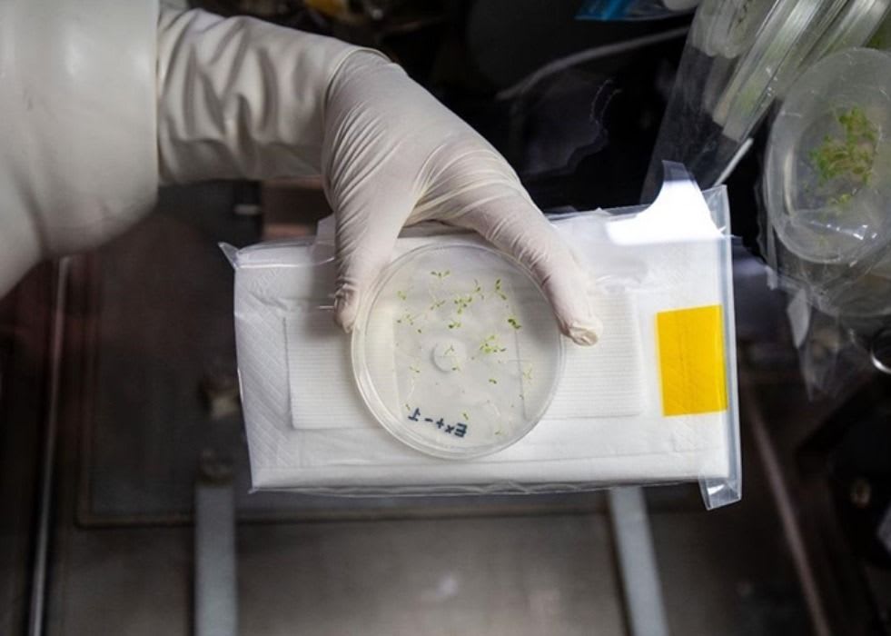 Experiment on Halophyte Plant Paves Way For Space Farming