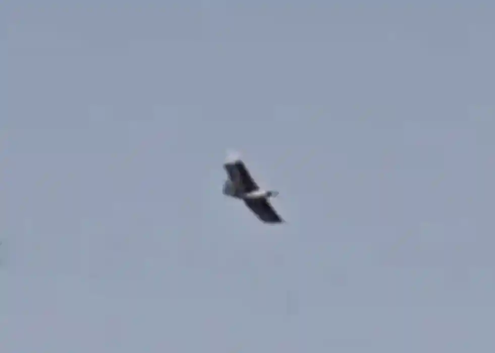 Bird-Imitating Reconnassiance UAV Spotted Over Iran